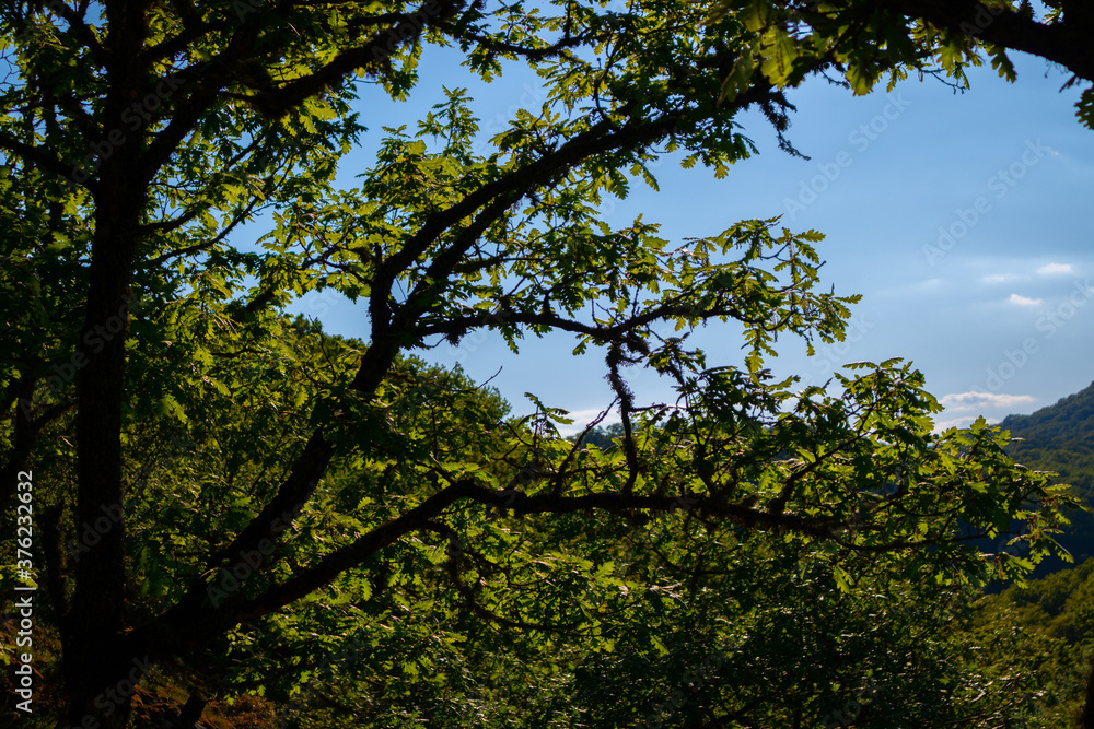 Obraz premium tree branch in the forest at cloudy day