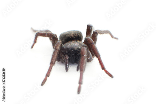 Black spider isolated on white. Wildlife and nature concept