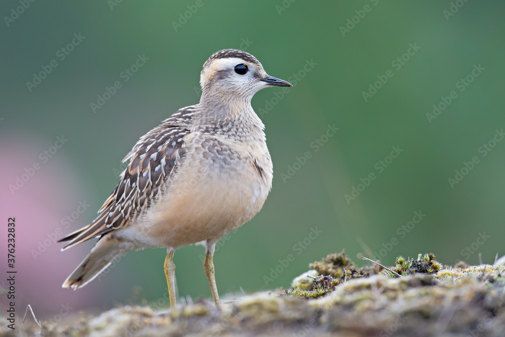 Obraz premium A juvenile Eurasian dotterel (Charadrius morinellus) foraging through the heather of the Netherlands. 