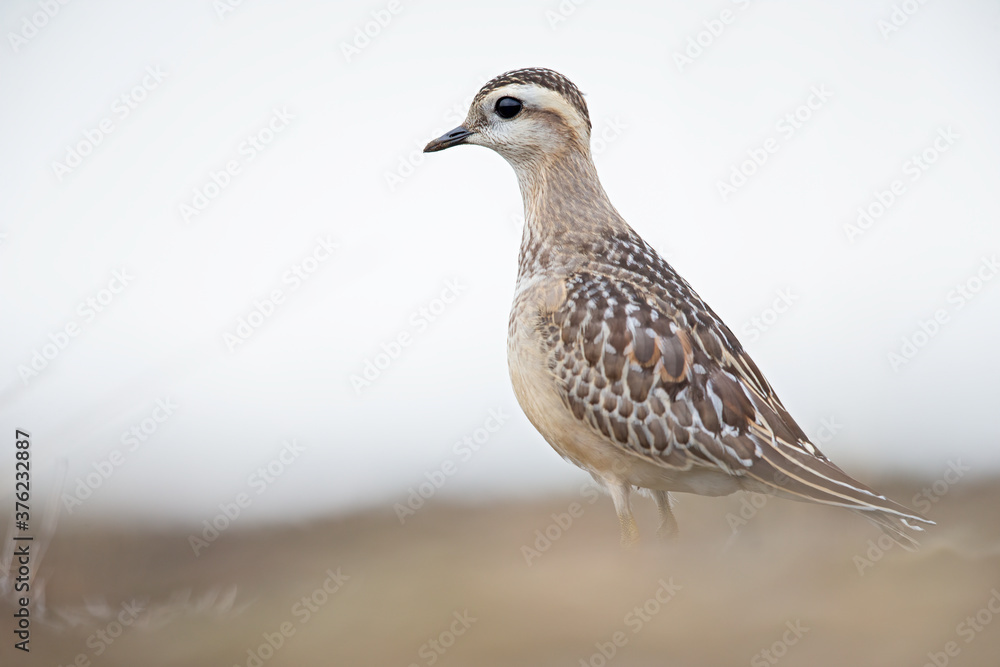 Fototapeta premium A juvenile Eurasian dotterel (Charadrius morinellus) foraging through the heather of the Netherlands. 