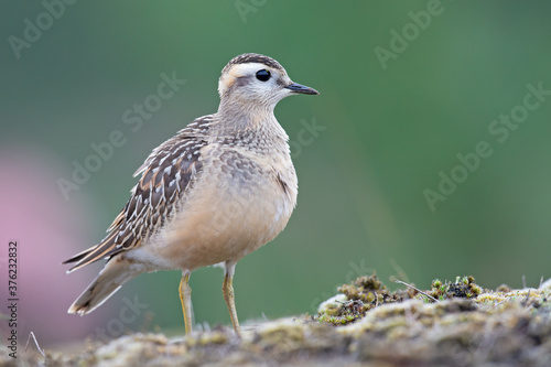 A juvenile Eurasian dotterel (Charadrius morinellus) foraging through the heather of the Netherlands. 