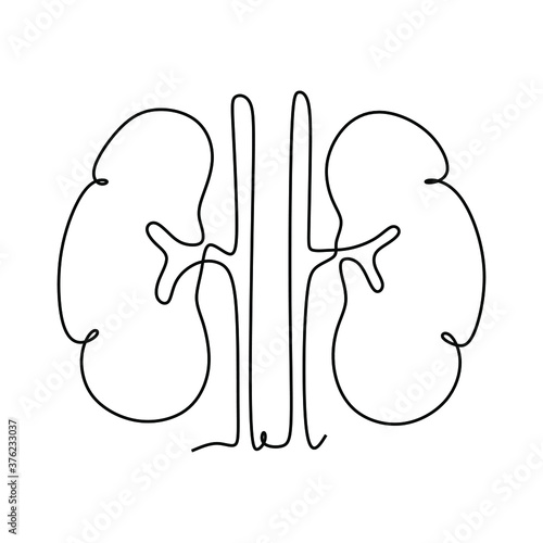 continuous one line drawing of Human kidneys illustration. Vector hand drawn style design for health and medical concept