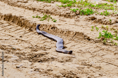 venomous snake crawls