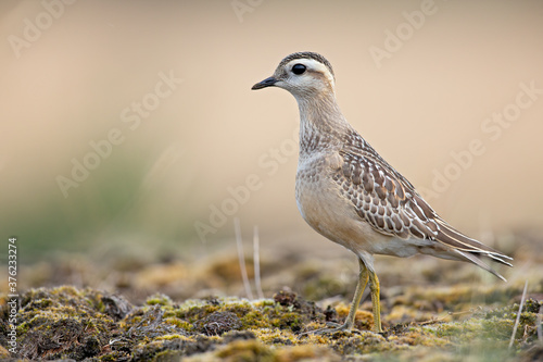 Wallpaper Mural A juvenile Eurasian dotterel (Charadrius morinellus) foraging through the heather of the Netherlands.  Torontodigital.ca