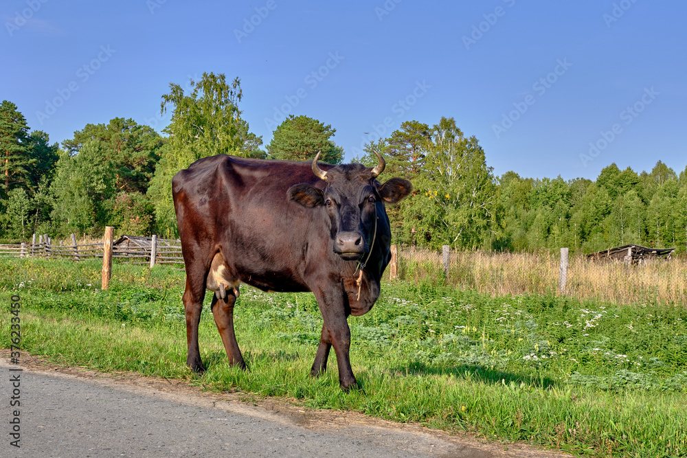 Portrait of a black cow on a village road
