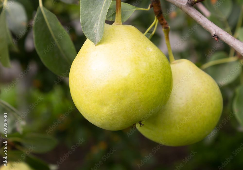 Ripe fresh pears close-up on a branch