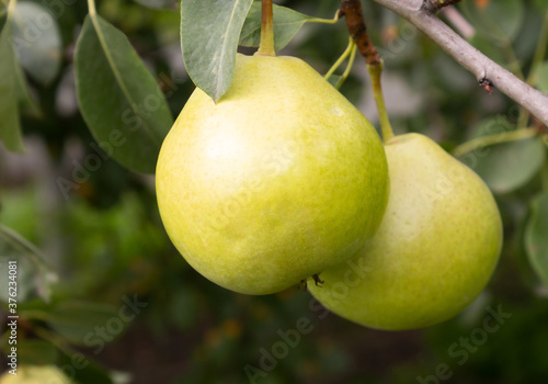 Ripe fresh pears close-up on a branch