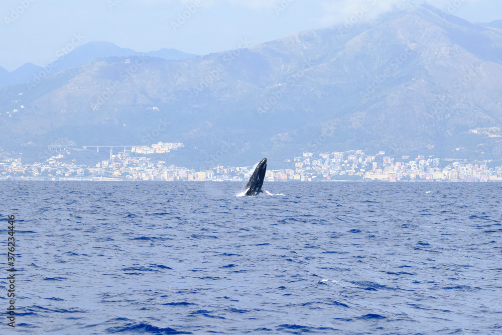 Naklejka premium Very rare (for the Mediterranean Sea) Humpback whale jumping in Ligurian sea, in front of Genoa, Italy