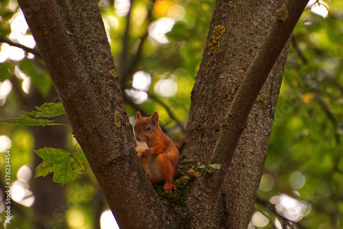 squirrel on tree