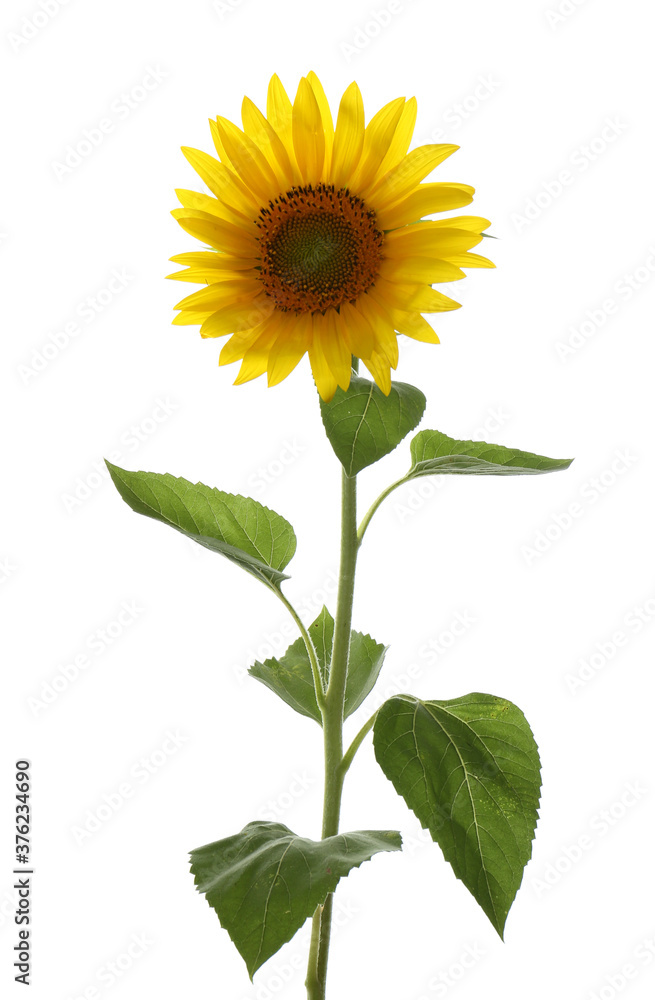 Obraz premium Beautiful bright blooming sunflower isolated on white
