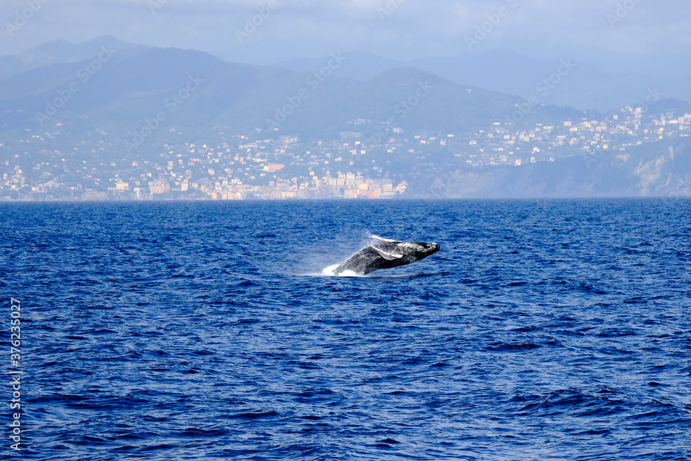 Very rare (for the Mediterranean Sea) Humpback whale jumping in Ligurian sea, in front of Genoa, Italy