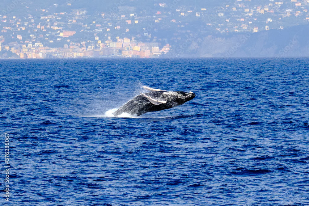 Fototapeta premium Very rare (for the Mediterranean Sea) Humpback whale jumping in Ligurian sea, in front of Genoa, Italy