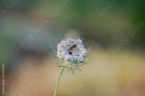 Escarabajo rojo sobre flor silvestre