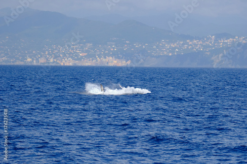 Very rare (for the Mediterranean Sea) Humpback whale jumping in Ligurian sea, in front of Genoa, Italy © Stefano