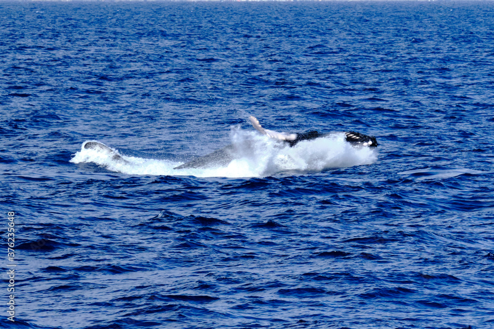 Naklejka premium Very rare (for the Mediterranean Sea) Humpback whale jumping in Ligurian sea, in front of Genoa, Italy