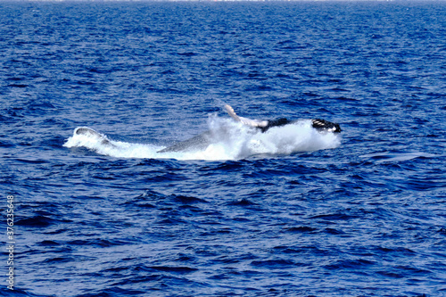 Very rare  for the Mediterranean Sea  Humpback whale jumping in Ligurian sea  in front of Genoa  Italy