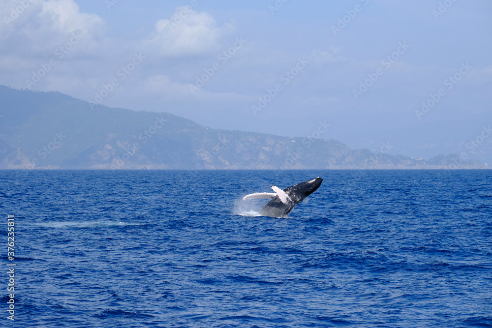 Obraz premium Very rare (for the Mediterranean Sea) Humpback whale jumping in Ligurian sea, in front of Genoa, Italy