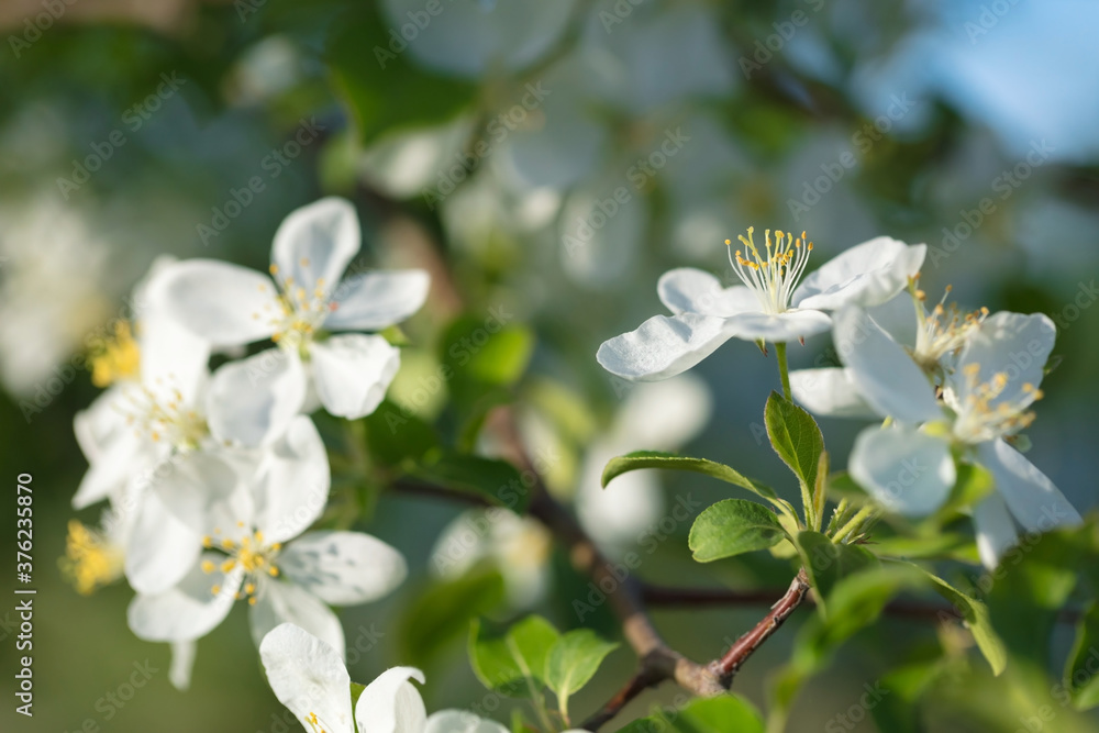 Beautiful wild Apple blossom on a bright Sunny day Beautiful wild Apple blossom on a bright Sunny day