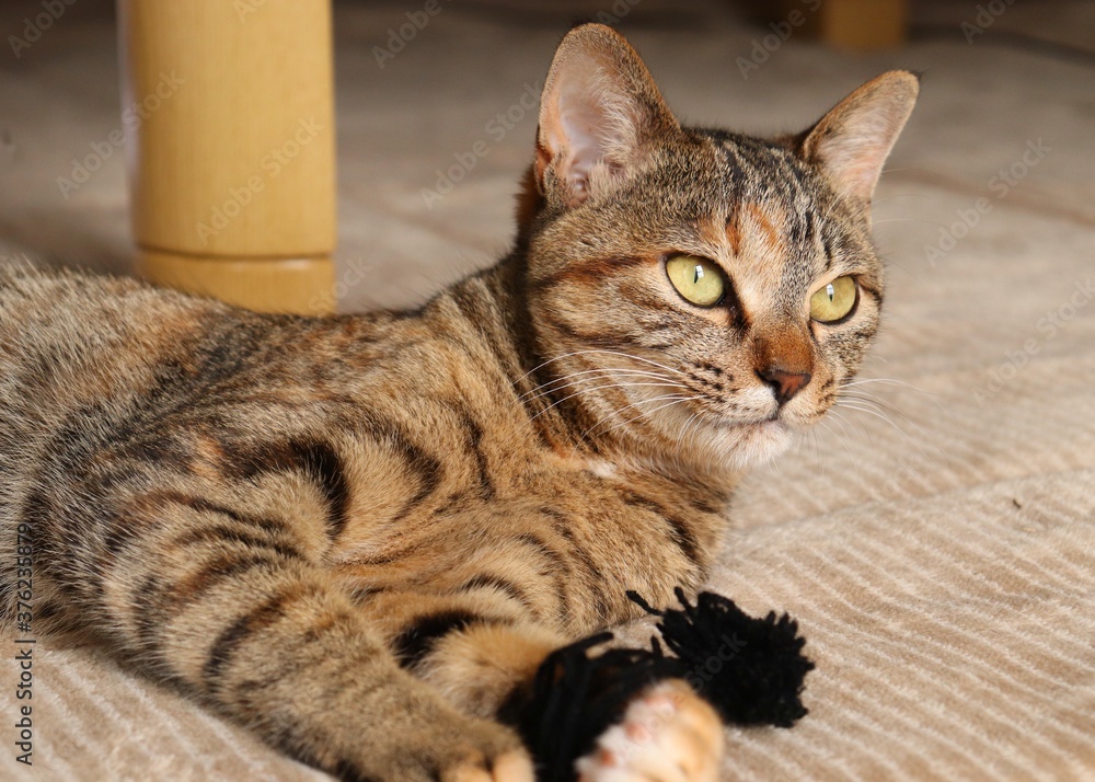 Portrait of a young tabby cat lying down in room, holding yarn ball and looking at something Portrait of a young tabby cat lying down in room, holding yarn ball and looking at something