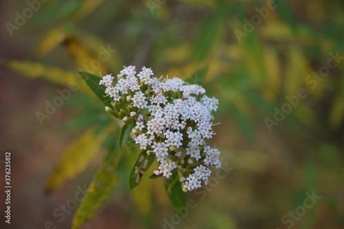 Little white flowers