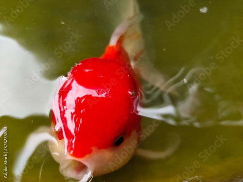 red hot chili pepper
