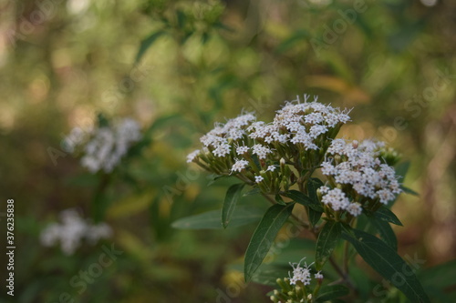 White flowers