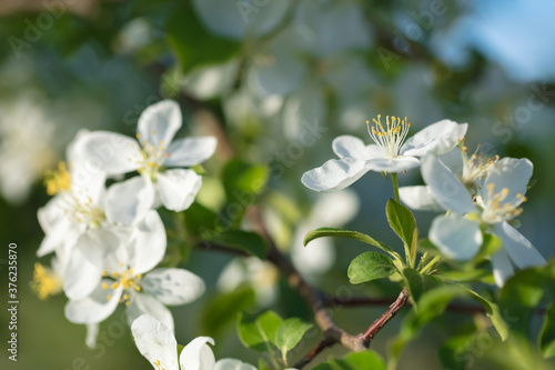 Beautiful wild Apple blossom on a bright Sunny day