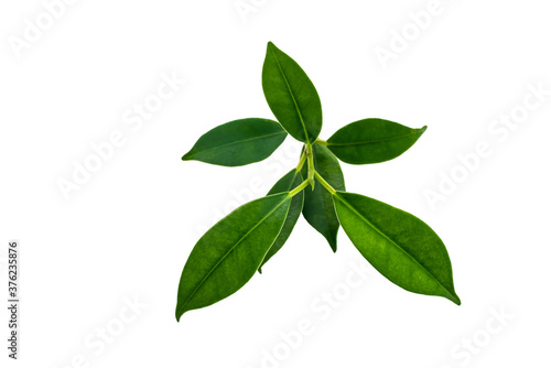green leaves nature on white background