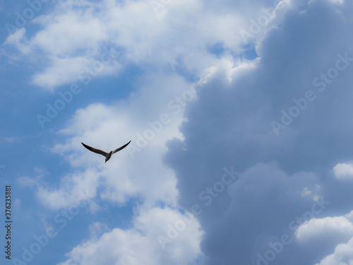 Bird flying blue cloudy sky © WebGuNet