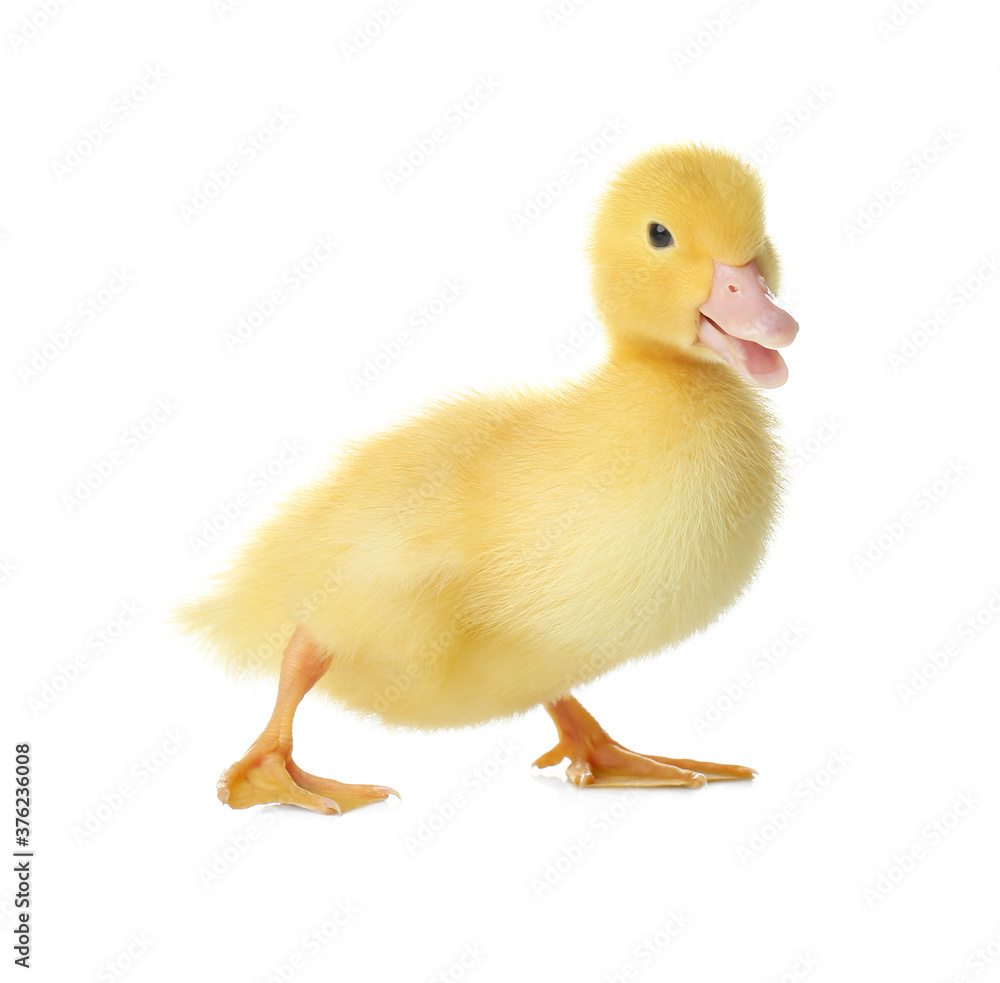 Cute fluffy gosling on white background. Farm animal Cute fluffy gosling on white background. Farm animal