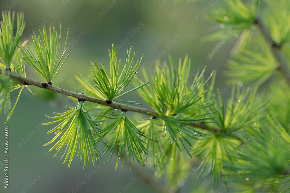 A young branch of a flowering larch on a Sunny spring day A young branch of a flowering larch on a Sunny spring day