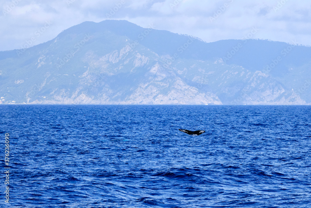 Tail of a very rare (for the Mediterranean Sea) Humpback whale jumping in Ligurian sea, in front of Genoa, Italy Tail of a very rare (for the Mediterranean Sea) Humpback whale jumping in Ligurian sea, in front of Genoa, Italy
