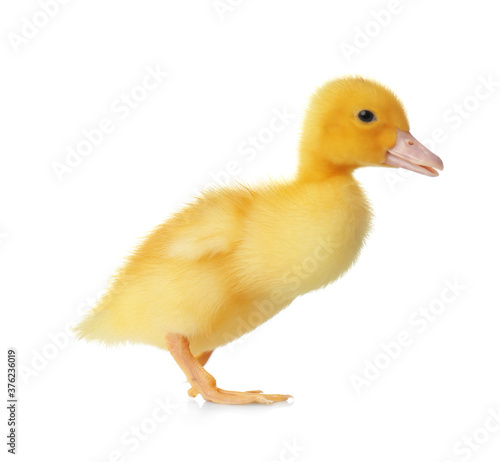 Cute fluffy gosling on white background. Farm animal