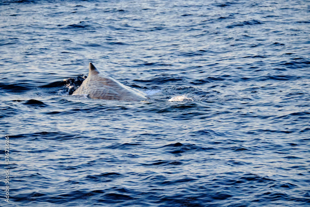 Naklejka premium Very friendly sperm whale in Ligurian sea, in front of Genoa, Italy.