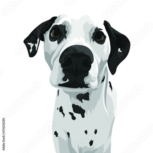 potrait of dalmatian dog portrait