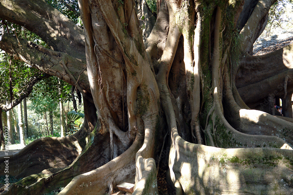 Obraz premium great flying