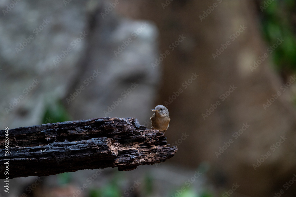 Brown - cheeked Fulvetta