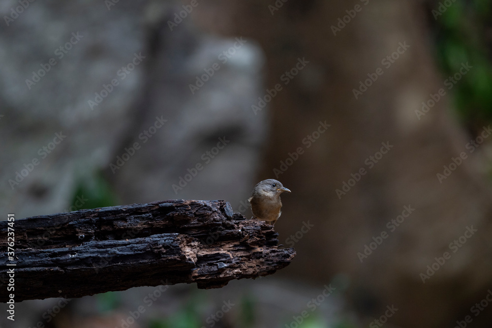 Obraz premium Brown - cheeked Fulvetta