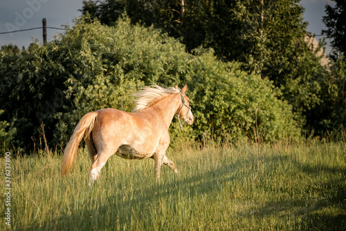 a young horse gallops across the field © littleboy72