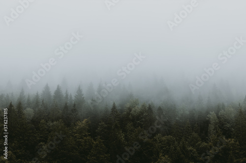 Foggy pine tree forest in the mountains © marjan4782