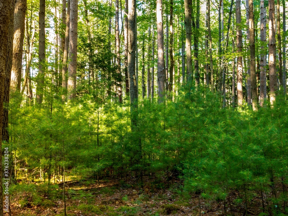 Obraz premium Deep in the woods at Cooks Forest State Park in Pennsylvania, baby green pine trees growing between the really tall trees.