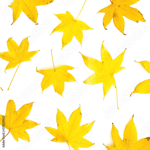 Autumnal pattern with fall yellow leaves on white background. Flat lay