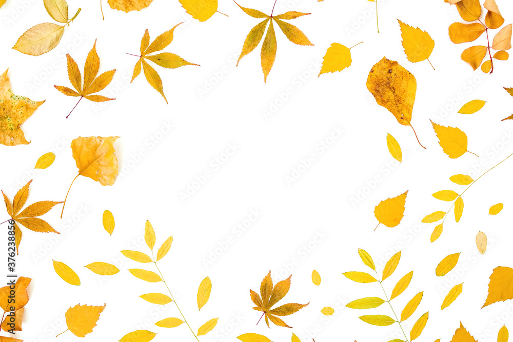 Autumnal frame made of fall leaves on white background. Flat lay, top view. Autumnal frame made of fall leaves on white background. Flat lay, top view.