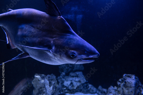 Nice big catfish in freshwater aquarium nature