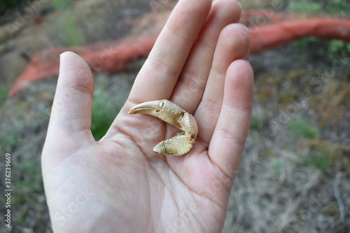 Parts of a dead italian freshwater crab (Potamon fluviatile) held in hand photo