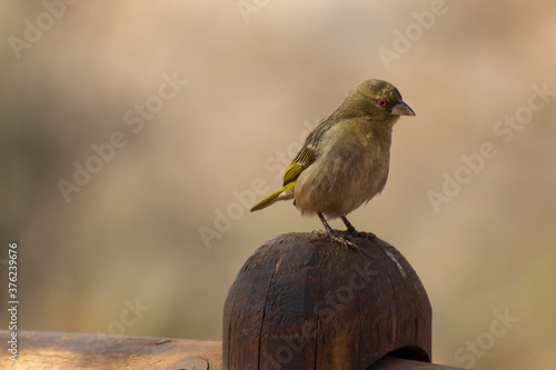 common chat bird sitting on a fence post waiting for crumbs  photo