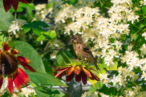 aves y girasoles