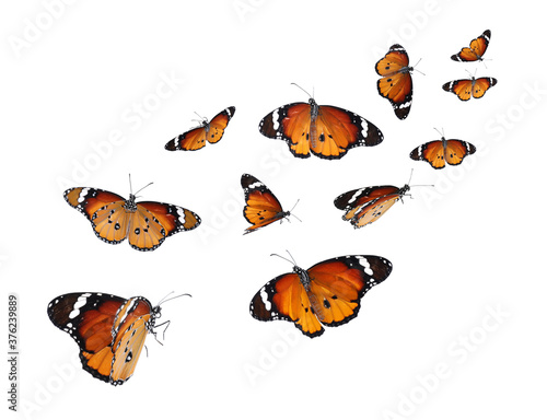 Amazing plain tiger butterflies flying on white background