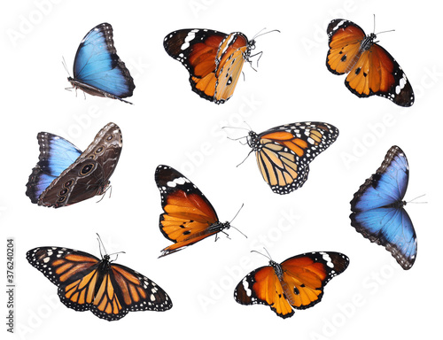 Amazing plain tiger, common morpho and monarch butterflies flying on white background