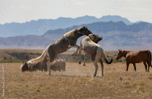 Wild Horse Stallions Fighting in the Utah Desert